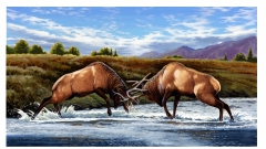 Full_Elk_Fight_copy